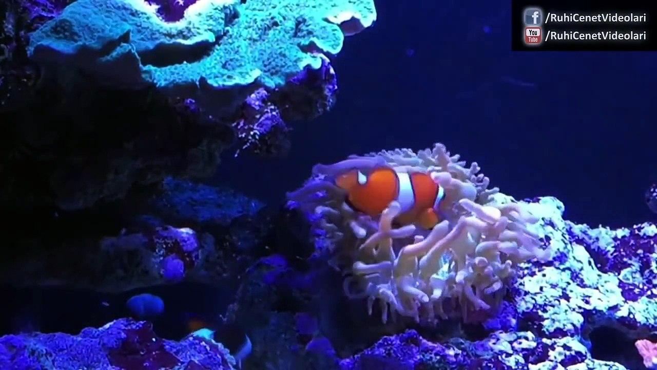 Hiç Duymadığınız 33 Birbirinden İlginç Bilgi - (Öğrenince Şaşıracaksınız)