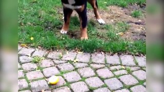 Best Funny Videos - Funny Cats and Dogs vs Lemons / Funny Animal Videos HD