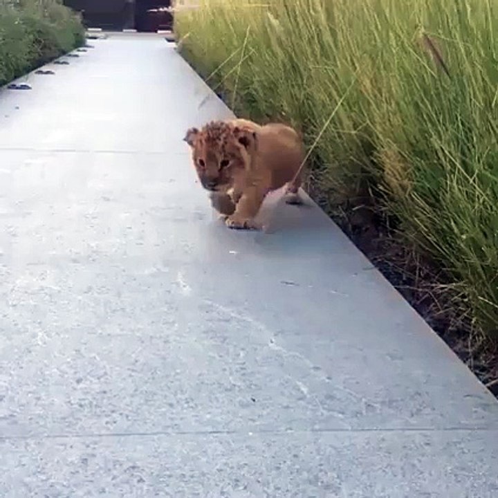 Simba