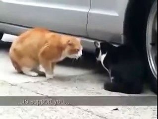 Man-whore cat gets scolded