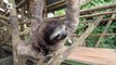 The Sloths That Could Cure Cancer: Bio-Prospecting in Panama