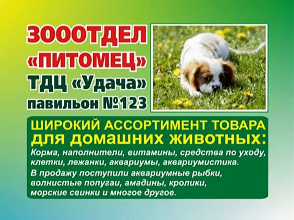04-14.11_Питомец