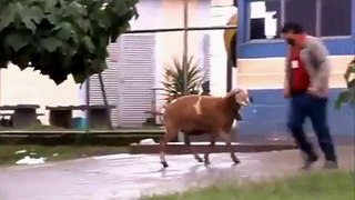 Crazy Goat!!!(You Must See)