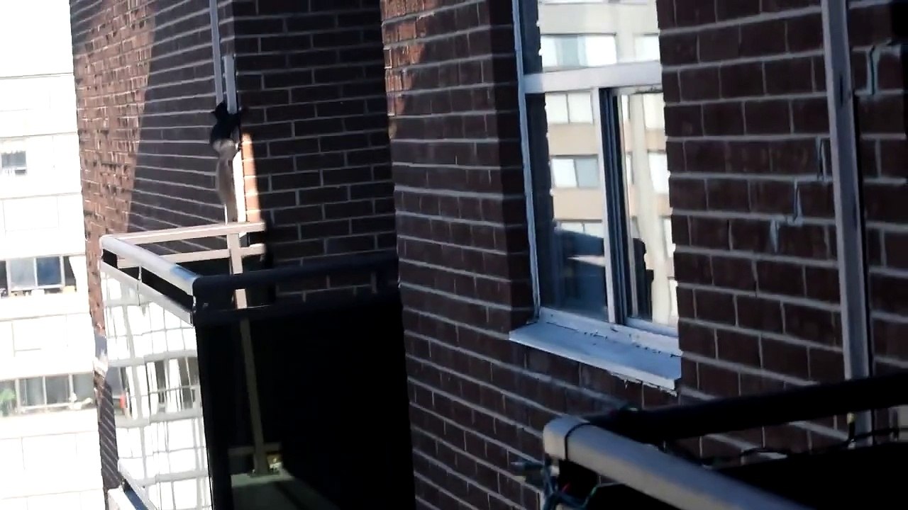 Incredible squirrel jump