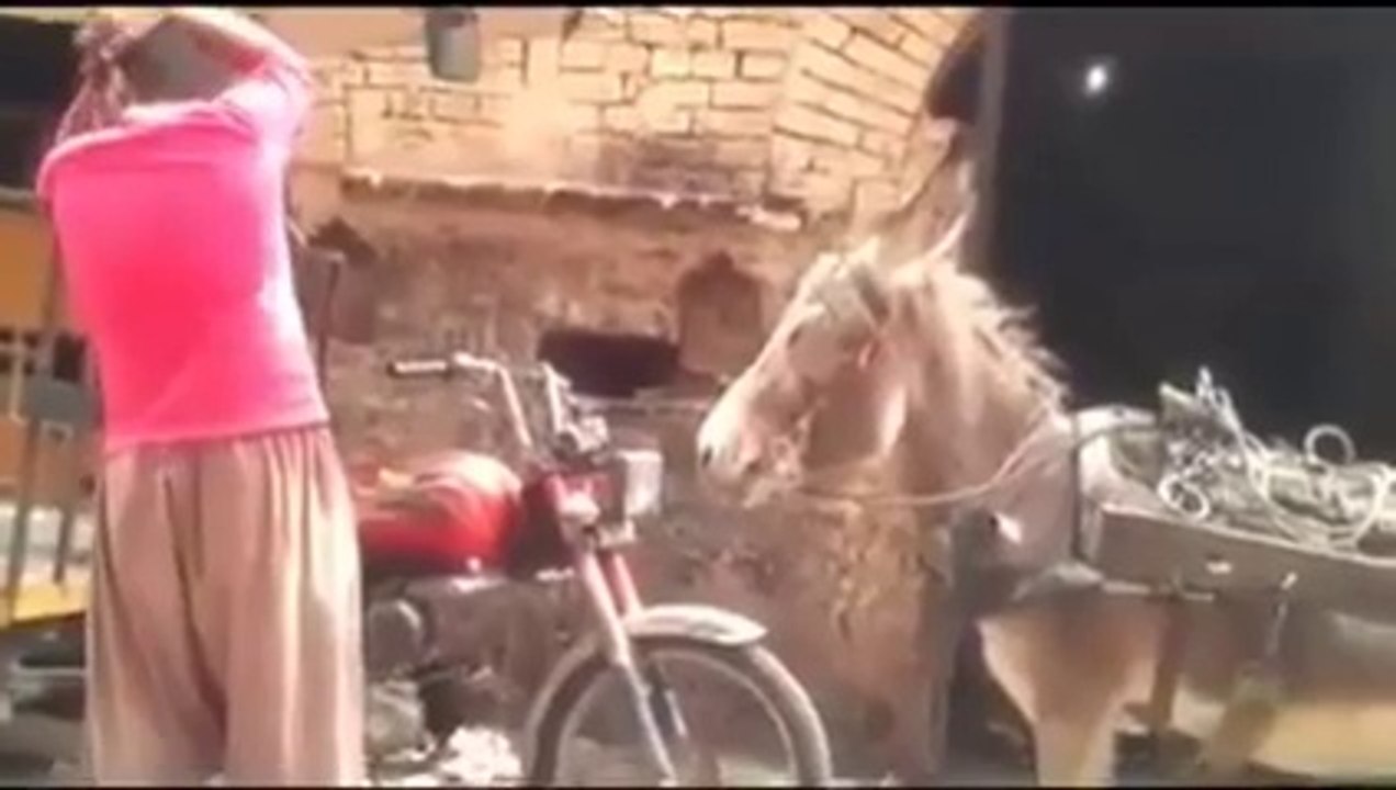 nice donkey dance very funny
