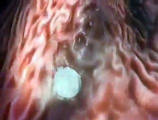 Curious to know how a pill works in your body