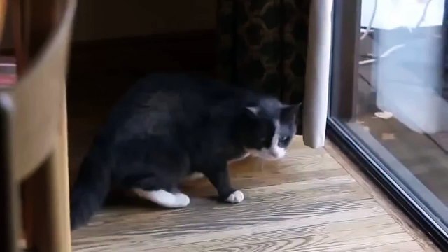 Как кот реагирует на настоящую рысь.