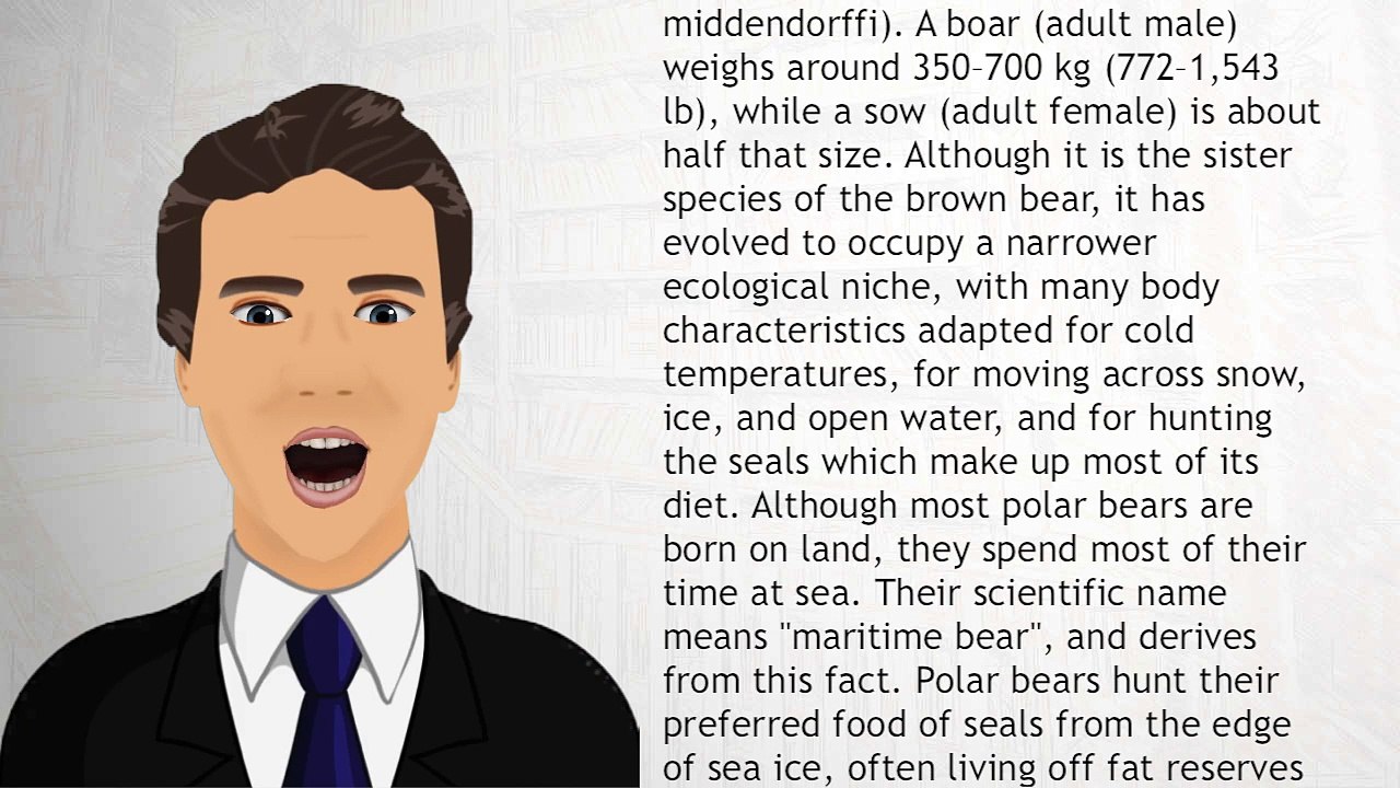 Polar bear