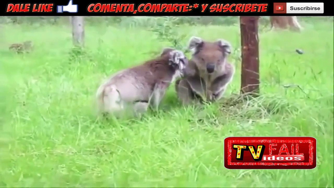 Las Peores Bromas 2014 Fails 2014 Vídeos Graciosos caídas,sustos,golpes,risas, explosiones