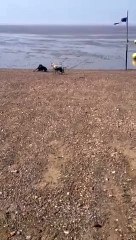 Dogs enjoying the mud