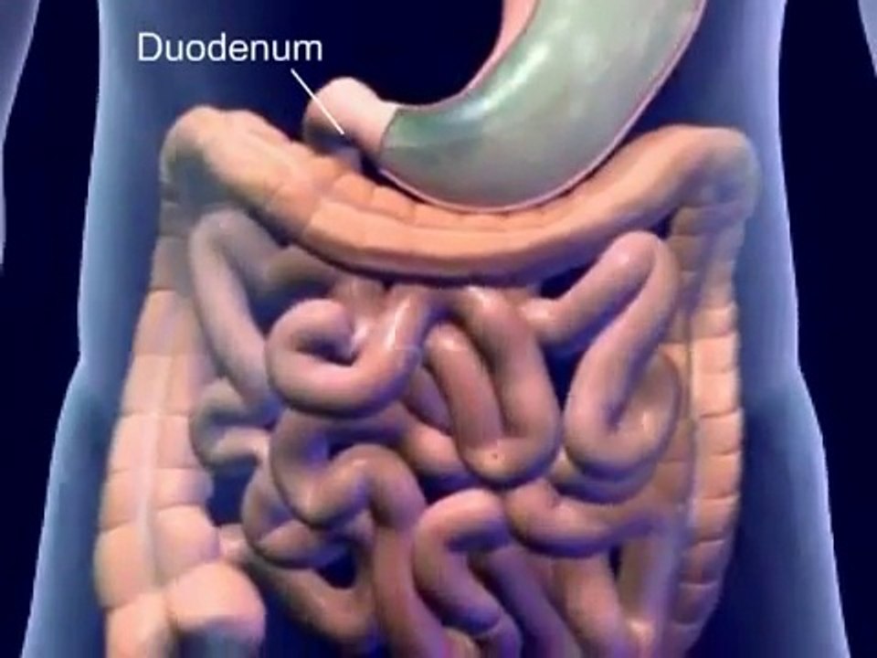 Human Digestive System