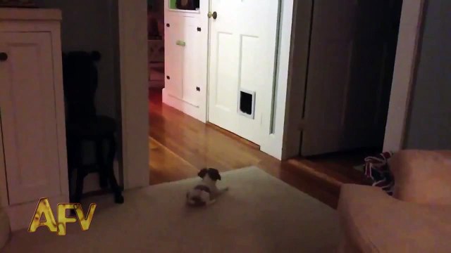 hài hước động vật những pha đánh nhau chết cười của chó và mèo