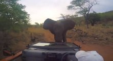 Impressionnant : Un éléphant charge un 4x4