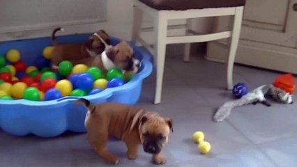 86ème vidéo Chiot n°3 Femelle de la 22ème portée STAFFORDLAND