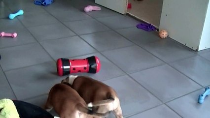 87ème vidéo Chiot n°1 Femelle de la 22ème portée STAFFORDLAND