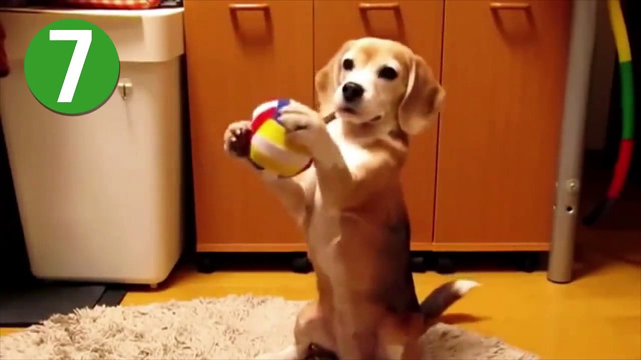 Sad Cat Funny Video