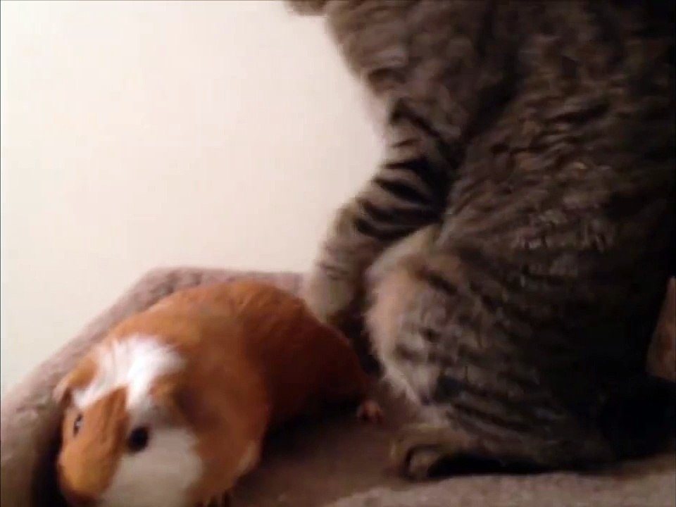 Ce Chat Ne Veut Pas Partager Son Lit Avec Le Cochon D Inde Video Dailymotion