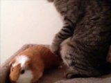 Cat Refuses To Share Bed With Guinea Pig