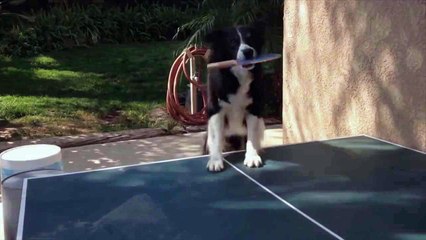 El perro que juega con su dueño al ping pong