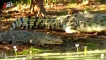 Documental de Animales - ATAQUES DE LEONES - COCODRILOS - NatGeo WILD