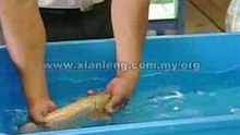 Xian Leng Golden Head Malaysian Golden