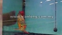 Xian Leng Super Red Arowana