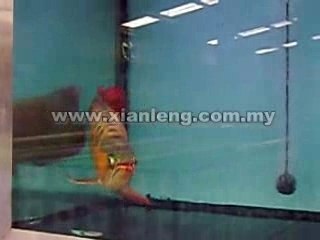 Xian Leng Super Red Arowana