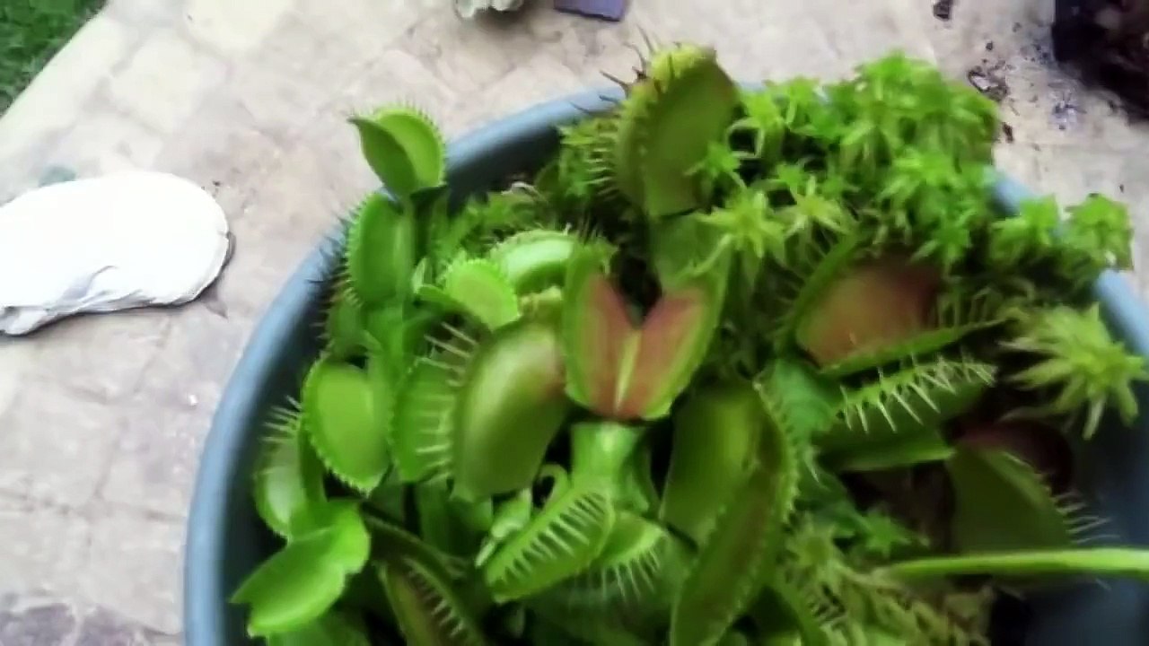 ПРИКОЛЫ 2015 Coub прикол 2015 ржака приколы #108