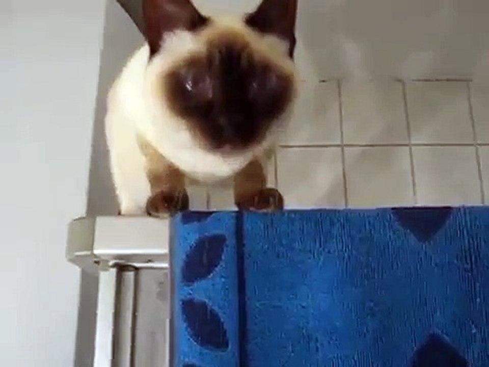 The FUNNY cat FAILS 2014 funny videos clips FUNNY ACCIDENT VIDEOS Funny cat falling cat fa