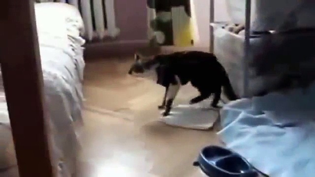 Faze comice 2014 |Cea mai tari faze | Mori de ras :)) Compilation Fails