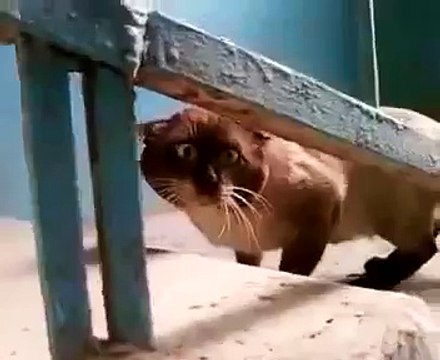 Gato Me Tiene Miedo! ★ Gato divertido gato chistoso gato tierno loco risa humor
