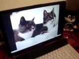 Gato Mira Videos De Gato En Youtube! ★ humor gatos - video divertido gatos chistosos risa gato