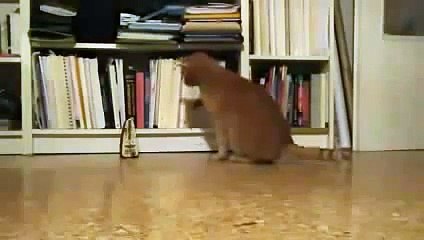 Gato Odia Al Metronomo! ★ Gato divertido gato chistoso gato tierno loco risa humor