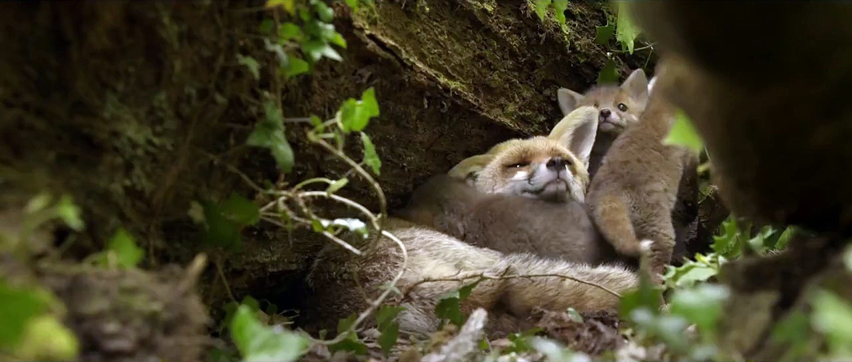 Les Saisons - Teaser Officiel HD