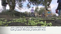 متضامنون يشاركون في موسم قطف الزيتون الفلسطيني