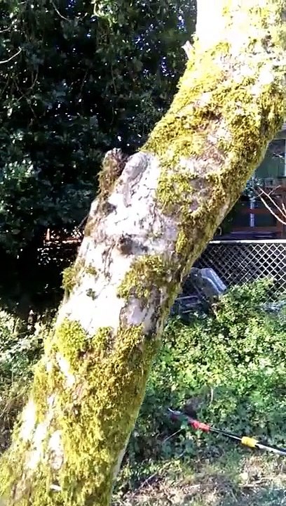 Tree disease treatment and deep root injection