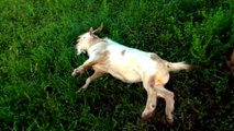 Goat Faints As Soon As He Steps Off The Gazebo