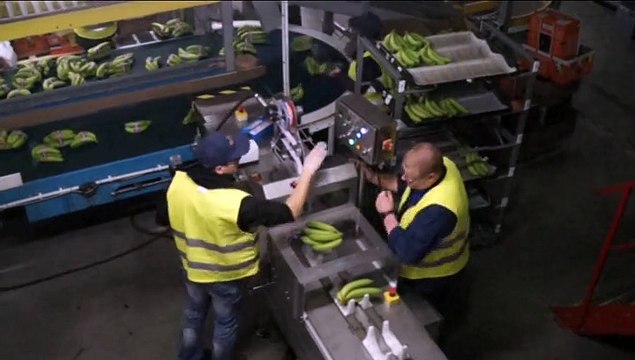 Dunkerque: Les bananes bleu, blanc, rouge en provenance de Guadeloupe et de Martinique