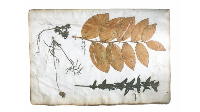 L'herbier du MNHN témoin du réchauffement climatique