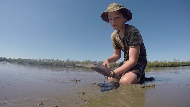 Un enfant attrape un requin à mains nues