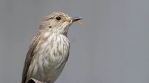 Le dérèglement climatique et la migration des oiseaux : l’exemple du gobe mouche