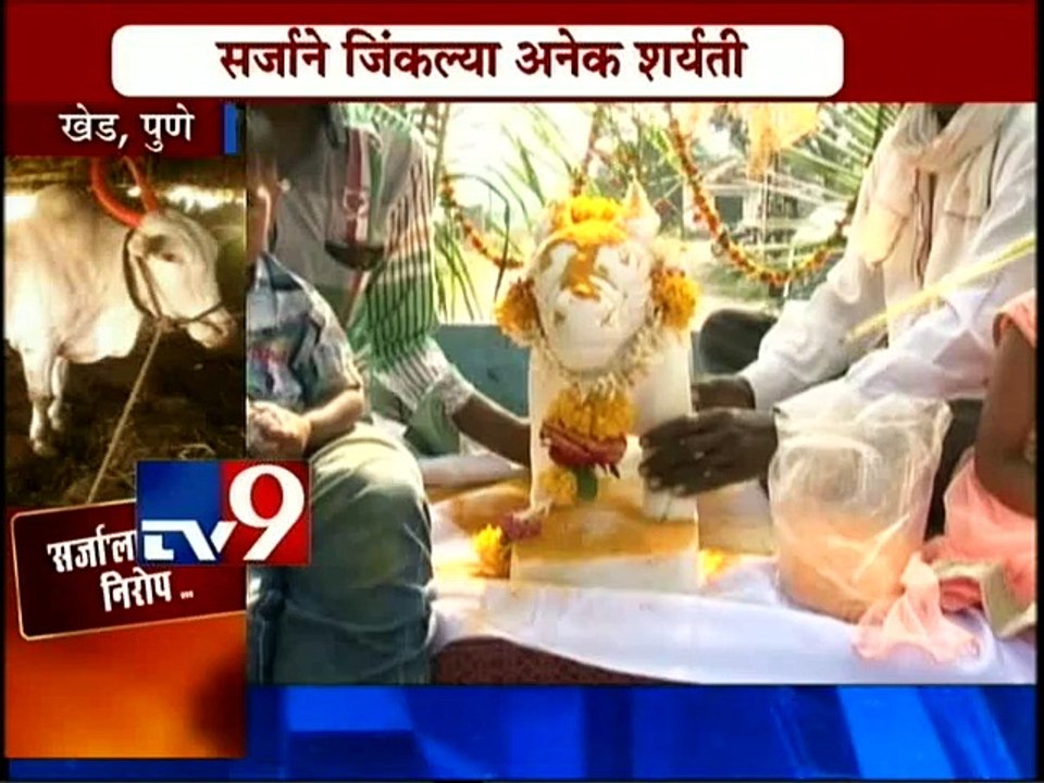 Farewell Ceremony of HIND KESARI Sarja Bull at Pune-TV9