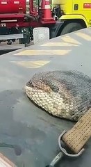 World recorded snak must watch