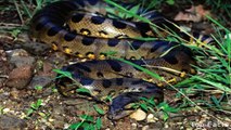 Biggest Anaconda Snake In The World - Las serpientes más grandes del mundo
