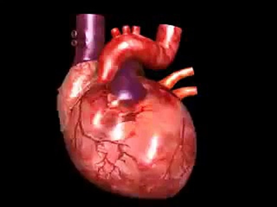 inside beating heart animation