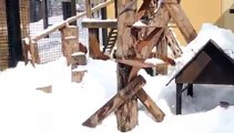 Red Pandas Love Playing in the Snow LiveLeak
