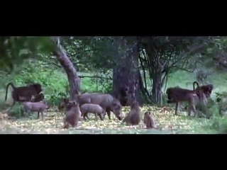 Прикол! Пьяные животные.