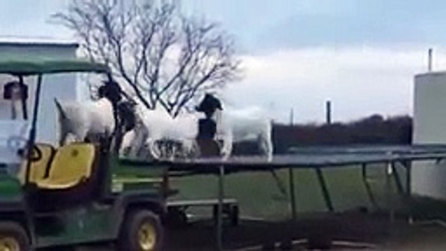 Buzz : Des chèvres s'amusent sur un trampoline ( Goats Jumping on a Trampoline ) !