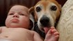 Dogs and cats protecting babies Cute animal compilation