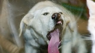 Weird and crazy dogs Funny dog compilation